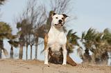 AMSTAFF ADULT 191